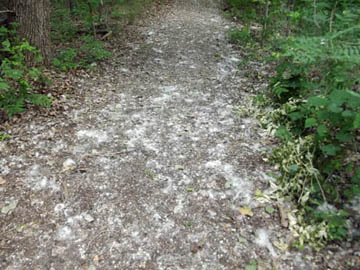volkmarchers